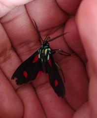Cyanopepla