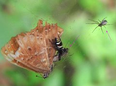 Prosoponoides sinense