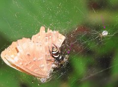 Prosoponoides sinense