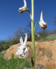 Delphinium carolinianum