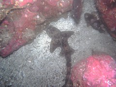Heterodontus quoyi