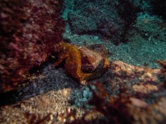 Hippocampus ingens