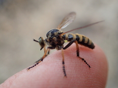 Callinicus pollenius