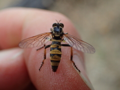 Callinicus pollenius