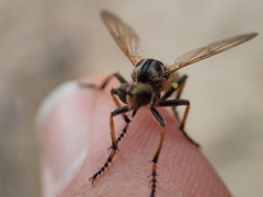Callinicus pollenius