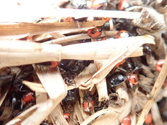 Sehirus cinctus albonotatus