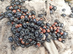 Sehirus cinctus albonotatus