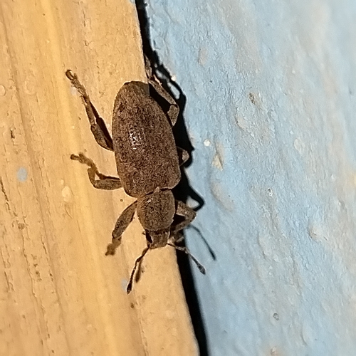 Tanymecus hirsutus