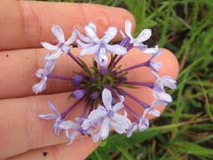 Pentanisia prunelloides prunelloides