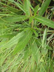 Pentanisia prunelloides prunelloides