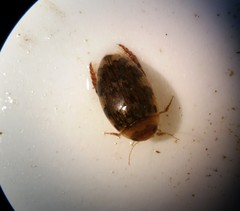 Laccophilus maculosus