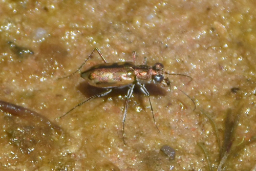 Coppery Tiger Beetle photo 2