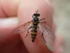 Callinicus pollenius