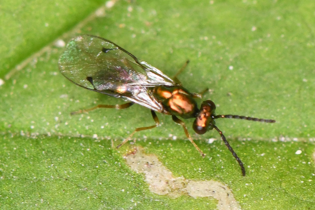 Seladerma