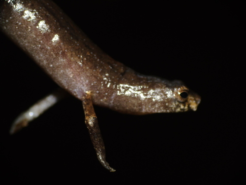 Finca Chibigui Salamander, Bolitoglossa medemi