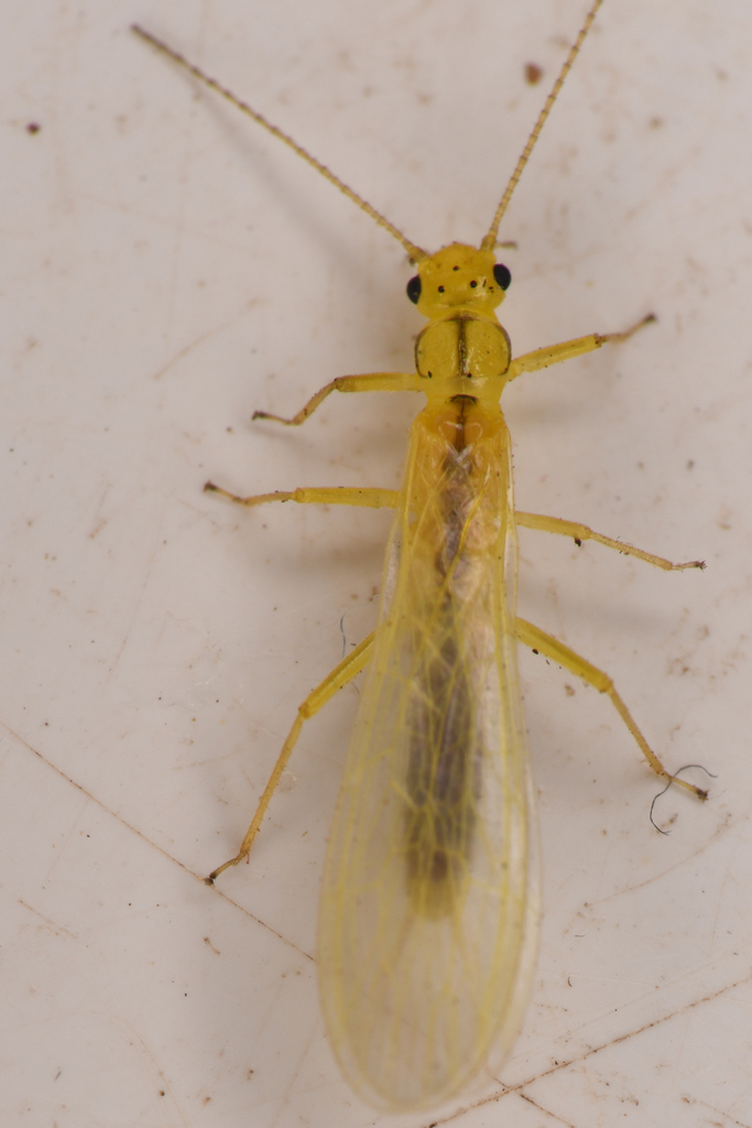 Pale Sallfly