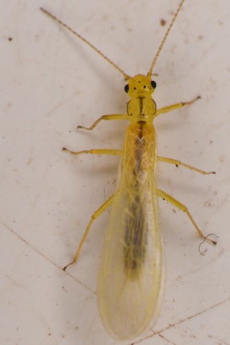Pale Sallfly