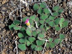 Oxalis algoensis