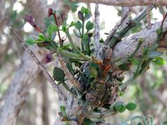 Viscum obovatum