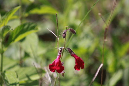 Salvia angustiarum, photograph 3