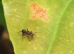 Stictoponera bicolor