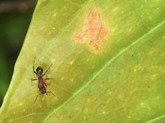 Stictoponera bicolor
