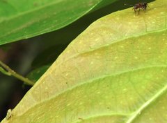 Stictoponera bicolor