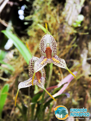 Masdevallia amanda
