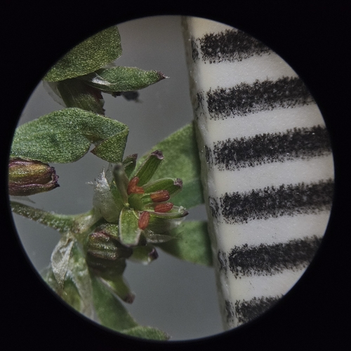 Image of Paronychia montana by (c) Daniel McClosky, some rights reserved (CC BY)