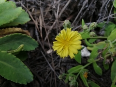 Crepidiastrum lanceolatum