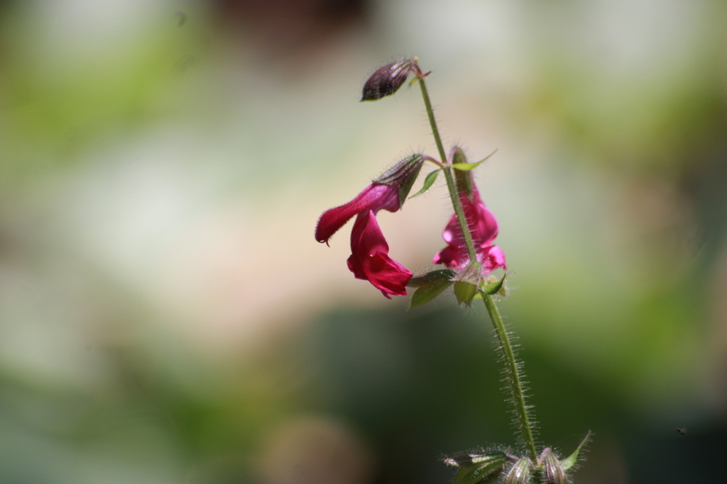 Salvia angustiarum; photograph (c) Ricardo Betancourt Sánchez, some rights reserved (CC BY)