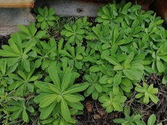 Crepidiastrum lanceolatum