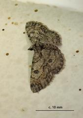 Orbamia octomaculata