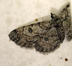 Orbamia octomaculata