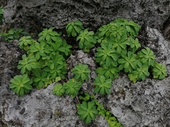 Crepidiastrum lanceolatum