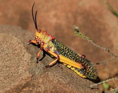 Phymateus morbillosus morbillosus