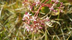Crassula multicava multicava