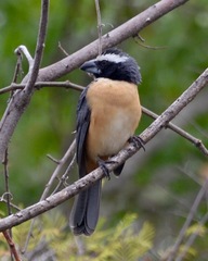 Saltator orenocensis