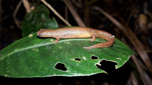 Dwarf Climbing Salamander, Bolitoglossa minutula