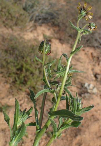 Image of Osteospermum sinuatum by (c) Nicola van Berkel, some rights reserved (CC BY-SA)