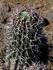 Euphorbia stellispina