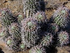 Euphorbia stellispina