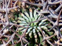 Euphorbia stellispina