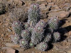 Euphorbia stellispina