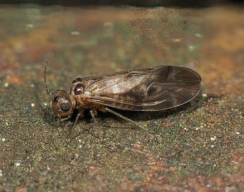 Peripsocus stagnivagus, 2023-08-15