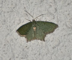 Chloropteryx nordicaria