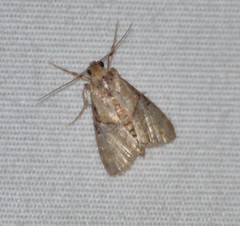 Cacozelia elegans