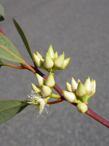 Eucalyptus nudicaulis A.R.Bean 2