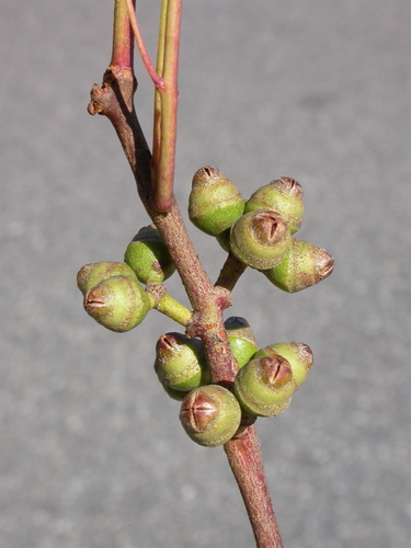 Eucalyptus nudicaulis A.R.Bean 3