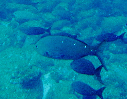 Pacific Creolefish